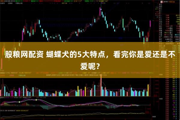 股粮网配资 蝴蝶犬的5大特点，看完你是爱还是不爱呢？
