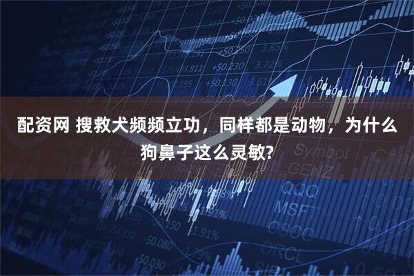 配资网 搜救犬频频立功,同样都是动物,为什么狗鼻子这么灵敏?